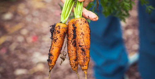 Post image 3 Benefits of Buying Organic Food The Absence of GMOs - 3 Benefits of Buying Organic Food